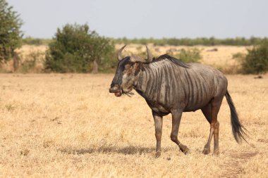 Streifengnu / Blue wildebeest / Connochaetes taurinus