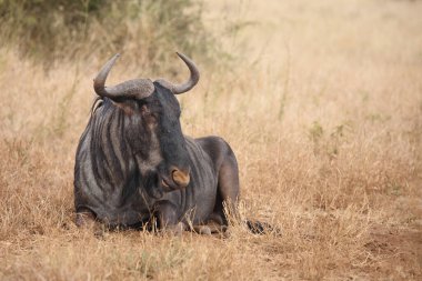 Streifengnu / Blue wildebeest / Connochaetes taurinus