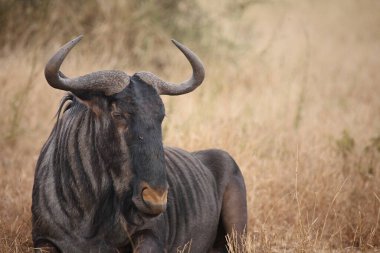 Streifengnu / Blue wildebeest / Connochaetes taurinus
