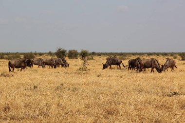 Streifengnu / Blue wildebeest / Connochaetes taurinus