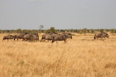 Streifengnu / Blue wildebeest / Connochaetes taurinus
