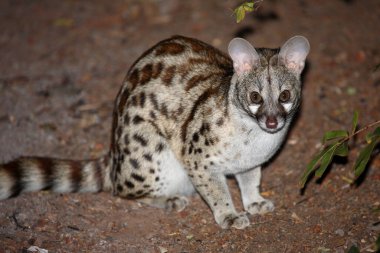 Suedliche Grossfleck-Ginsterkatze / Güney Afrika büyük benekli genet / Genetta tigrina