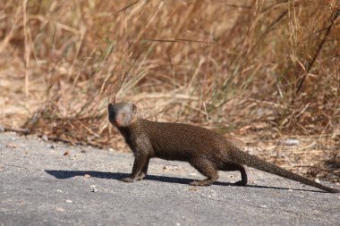 Suedliche Zwergmanguste / Cüce firavun faresi / Helogale parvula