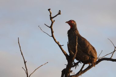 Swainsonfrankolin / Swainson's francolin or Swainson's spurfowl / Francolinus swainsonii