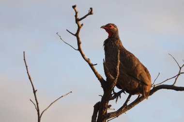 Swainsonfrankolin / Swainson's francolin or Swainson's spurfowl / Francolinus swainsonii