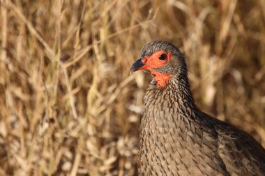 Swainsonfrankolin / Swainson's francolin or Swainson's spurfowl / Francolinus swainsonii