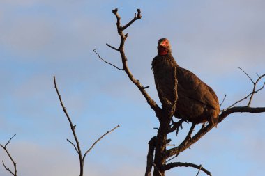 Swainsonfrankolin / Swainson's francolin or Swainson's spurfowl / Francolinus swainsonii