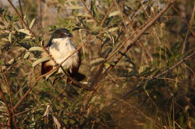 Tiputip / Burchell's coucal / Centropus superciliosus