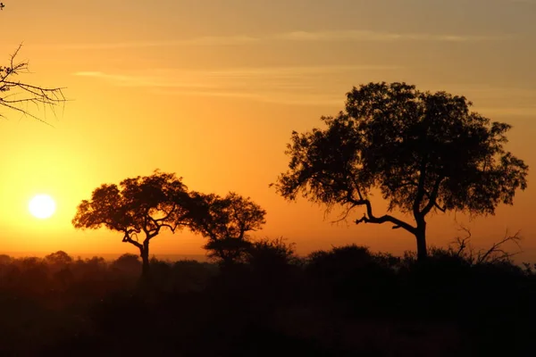 Sonnenaufgang Krueger Park Suedafrika Sunrise Kruger Park Dél Afrika — Stock Fotó