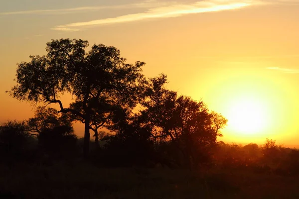 Sonnenaufgang Krueger Park Suedafrika Sunrise Kruger Park África Sul — Fotografia de Stock