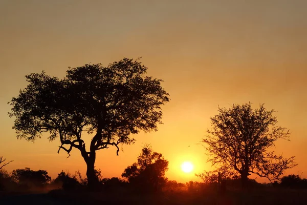 Sonnenaufgang Krueger Park Suedafrika Sunrise Kruger Park Νότια Αφρική — Φωτογραφία Αρχείου
