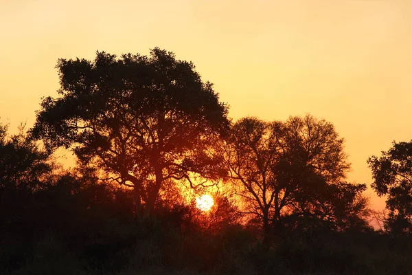 Sonnenaufgang Krueger Park Suedafrika Sunrise Kruger Park South Africa — 图库照片