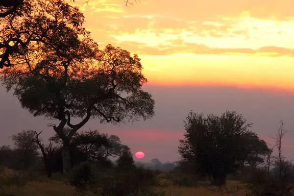 Sonnenaufgang Krueger Park Suedafrika Sunrise Kruger Park Sydafrika — Stockfoto