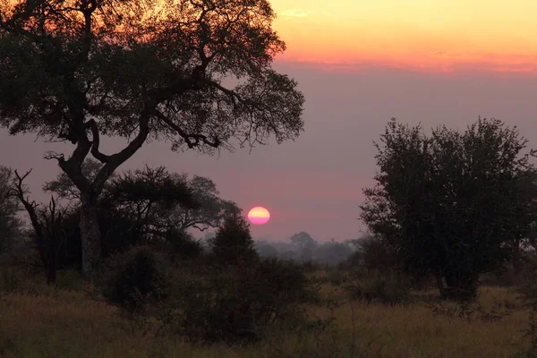 Sonnenaufgang Park Kruegera Suedafrika Wschód Słońca Kruger Park Rpa — Zdjęcie stockowe