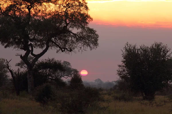 Sonnenaufgang Krueger Park Suedafrika Sunrise Kruger Park South Africa — Stock Photo, Image