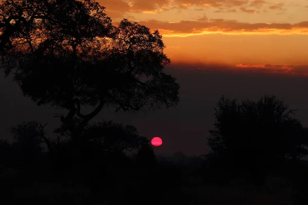 Sonnenaufgang Krueger Park Suedafrika Sunrise Kruger Park África Sul — Fotografia de Stock