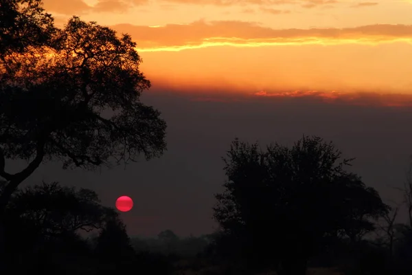 Sonnenaufgang Krueger Park Suedafrika Sunrise Kruger Park Sudáfrica — Foto de Stock