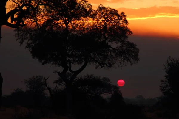 Sonnenaufgang Krueger Park Suedafrika Sunrise Kruger Park Sudáfrica —  Fotos de Stock