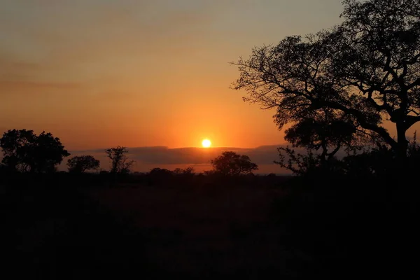 Sonnenaufgang Krueger Park Suedafrika Sunrise Kruger Park Νότια Αφρική — Φωτογραφία Αρχείου