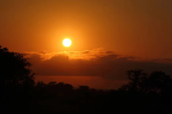 Sonnenaufgang Krueger Park Suedafrika Sunrise Kruger Park Dél Afrika — Stock Fotó