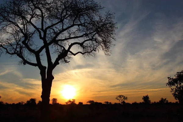 Sonnenaufgang Krueger Park Suedafrika Sunrise Kruger Park Sudáfrica —  Fotos de Stock