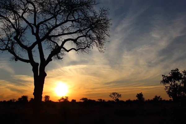 Sonnenaufgang Krueger Park Suedafrika Sunrise Kruger Park África Sul — Fotografia de Stock