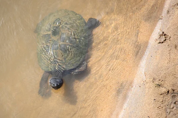 Starrbrust Pelomeduse Marsh Helmeted Turtle Pelomedusa Subrufa — Stock Photo, Image