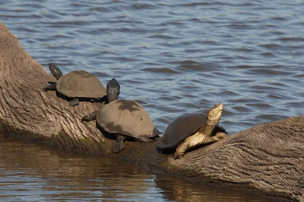 Starrbrust Pelomeduse Marsh Helmeted Turtle Pelomedusa Subrufa — Stok fotoğraf