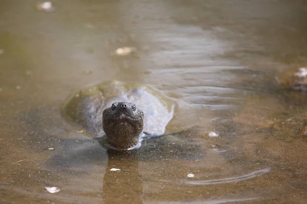 Starrbrust Pelomeduse Marsh Helmeted Turtle Pelomedusa Subrufa — 图库照片