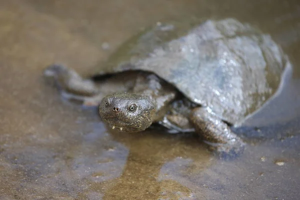 Starrbrust Pelomeduse Marsh Helmeted Turtle Pelomedusa Subrufa — Stock Photo, Image