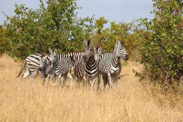 Steppenzebra Burchell Zebra Equus Burchellii — Φωτογραφία Αρχείου