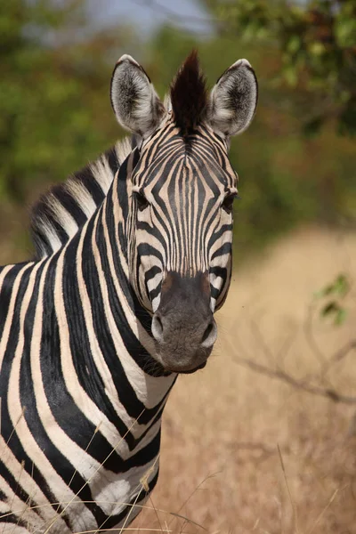 Steppenzebra Burchell Zebra Equus Burchellii — Zdjęcie stockowe
