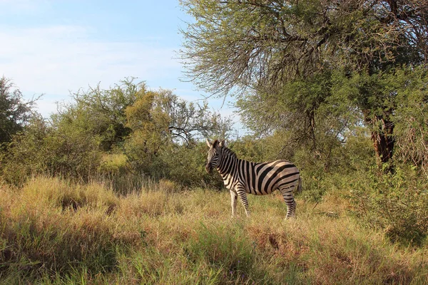 Steppenzebra Burchell Zebra Equus Burchellii — стокове фото