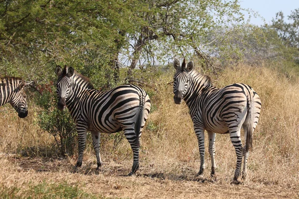Steppenzebra Burchell Zebrası Equus Quagga Burchellii — Stok fotoğraf
