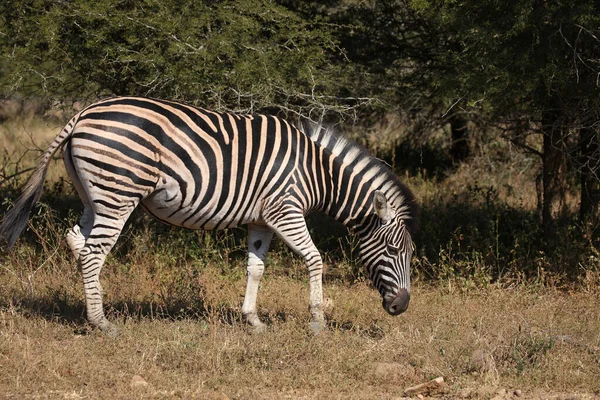 Степпензебра Зебра Бурчелла Equus Quagga Burchellii — стоковое фото