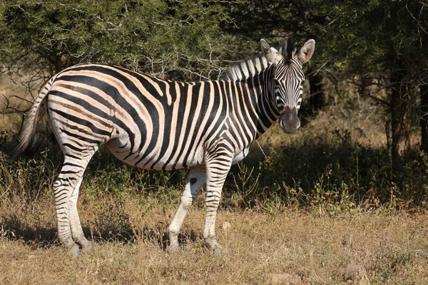 Steppenzebra Burchells Zebra Equus Quagga Burchellii — Stockfoto