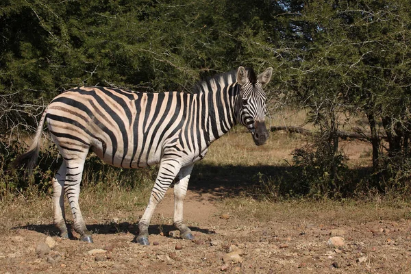 Steppenzebra Burchell Zebra Equus Quagga Burchellii — стокове фото