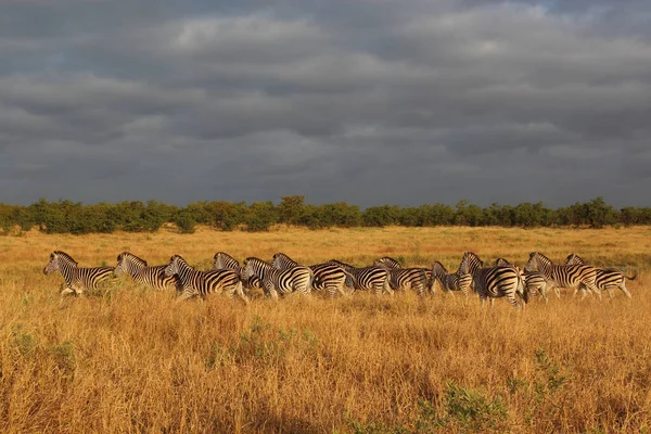 Steppenzebra Zebra Burchella Equus Quagga Burchellii — Zdjęcie stockowe