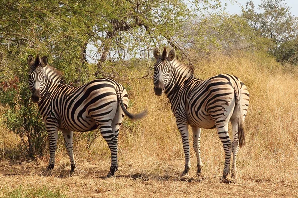 Steppenzebra Burchell Zebrası Equus Quagga Burchellii — Stok fotoğraf