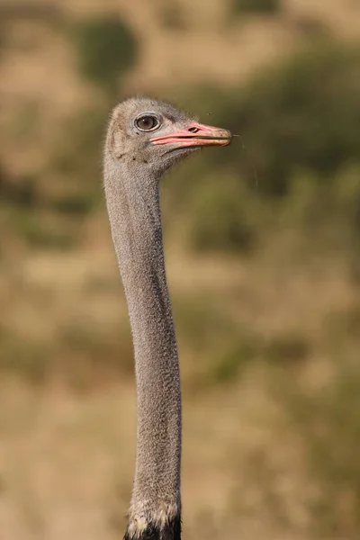 Strauss Ostrich Struthio Camelus — 图库照片