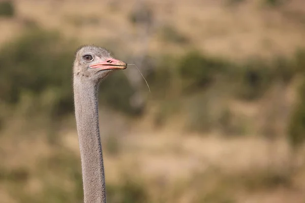 Strauss Avestruz Struthio Camelus — Fotografia de Stock