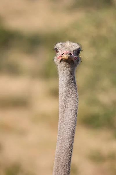 シュトラウス Ostrich Struthio Camelus — ストック写真