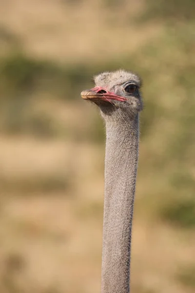 Strauss Ostrich Struthio Camelus — Stock Photo, Image