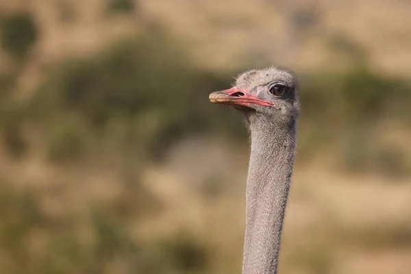 Strauß Strauß Struthio Camelus — Stockfoto