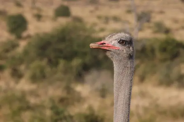 Strauss Ostrich Struthio Camelus — Φωτογραφία Αρχείου