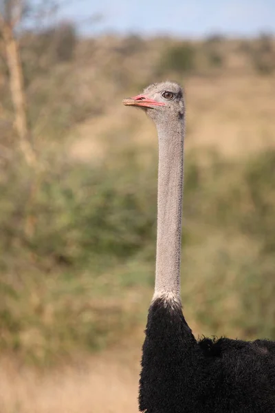 Strutsen Strutsen Struthio Camelus — Stockfoto