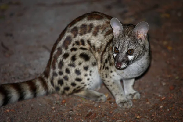 Suedliche Grossfleck Ginsterkatze South African Large Spotted Genet Genetta Tigrina — Stock Photo, Image