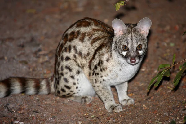 Suedliche Grossfleck Ginsterkatze South African Large Spotted Genet Genetta Tigrina — Stock Photo, Image