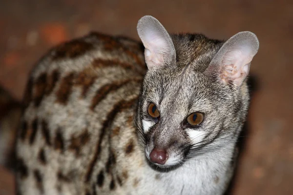 Suedliche Grossfleck Ginsterkatze South African Large Spotted Genet Genetta Tigrina — 스톡 사진