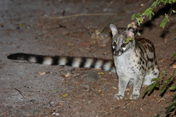 Suedliche Grossfleck Ginsterkatze South African Large Spotted Genet Genetta Tigrina — Stock Photo, Image